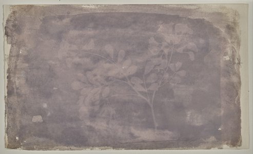 Fox Talbot pea bean