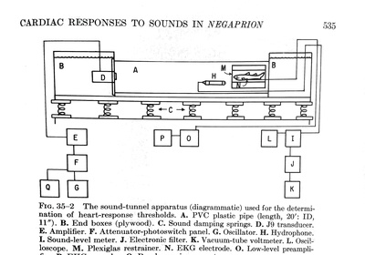Nelson shark diagram