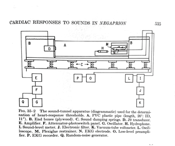 Nelson shark diagram