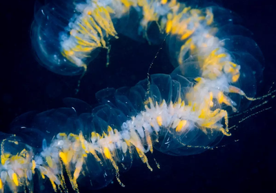 giant-siphonophore-pw17-020-3.webp