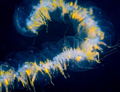 giant-siphonophore-pw17-020-3.webp