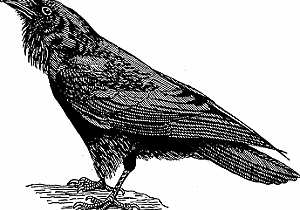 raven
