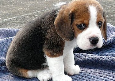 sad-puppy