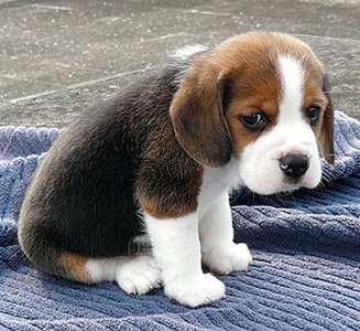 sad-puppy